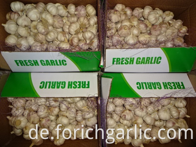 Export Standard Fresh New Garlic